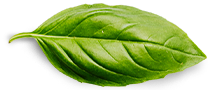 Home Basil Leaf 1